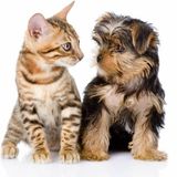 Caring Animal Lover for Hire