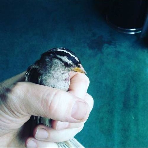 House Sitter Provider Athena Nation's Profile Picture