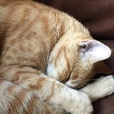 Pet Care Provider Wanted in Lakeside