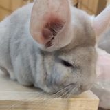 Pet sitter for chinchillas in North Scottsdale/Phoenix area