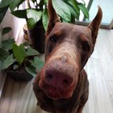 Interviewing For Antigonish Dog Walker Opportunity