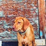 Opportunity: Boise, Idaho Dog Sitter