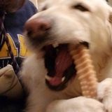 Pawsitively the Best At Providing Cuddles & Care To Your Furry Family Members!