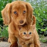 Petsitting & Overnight Care Available in Halifax
