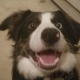 Professional dog obiediance trainer for over 10 years. Dogs are my passion. Traing for good behavior and better obedience!