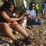 Seeking Hard Working St. Catharines Dog Sitter Opportunity