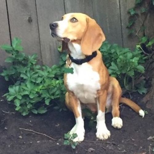House Sitter Job Mary Ann Mancini's Profile Picture