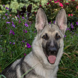 Responsible pet owner will give TLC