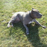 Consistent Kennel Services Available Now!