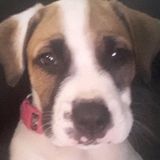 Your pets will be in safe hands