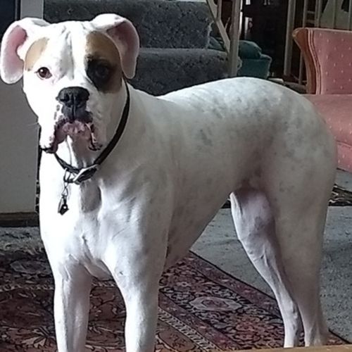 Pet Care Provider Boxer M's Profile Picture