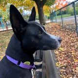 Sweetest doggo needs help with her anxiety