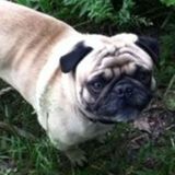 Cornwall Pet Services; friendly, reliable and responsible!
Offering Sitting/Walking/Feeding/Training/Grooming