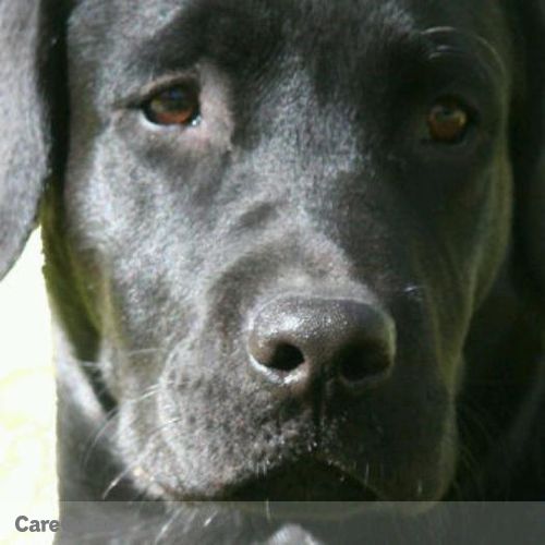 Pet Care Provider Christine Weber's Profile Picture