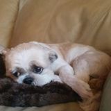 Dog Walking/Drop In Visits/Dog Sitting!