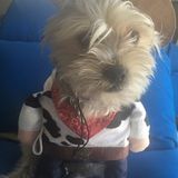 Huntington Beach Pet lover Interested In Work