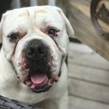 Looking for dog walking and pet sitting