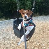 Caring Dog Walking/Sitting Available Now!