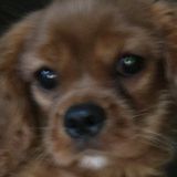 Pet Sitter/Kennel Assistant needed ASAP!