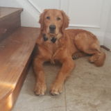 Looking for some extra work. I love dogs