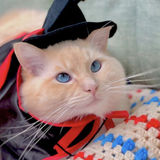 Hollister Pet Sitter Seeking Job Opportunities
