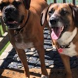 Dog nanny for 2 loveable rescue dogs, boxer and beagle mix.