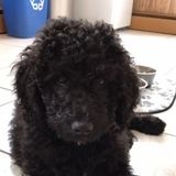 Hiring: a Consistent Animal Caregiver