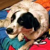 Doggie Day Care Wanted in Thetford