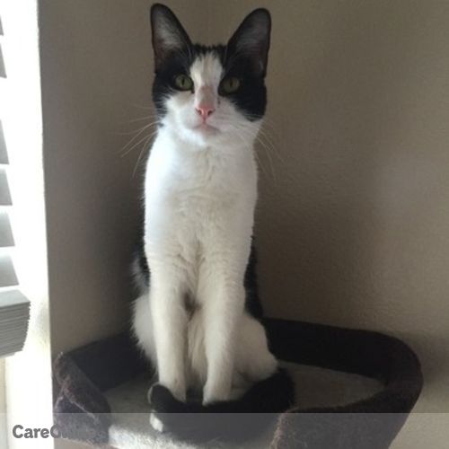 Pet Care Job Gabriella E's Profile Picture