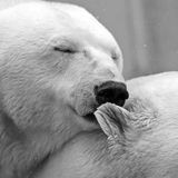 Love all animals! Including ferrets, mice, rats, hamsters, gerbils, snakes, fish, birds and of course cats and dogs!