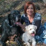 Behavioural K9 Training / dog walker