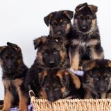 Richmond Hill Dog Sitter Posting