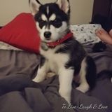 Most Great Pet Sitter in Sarnia