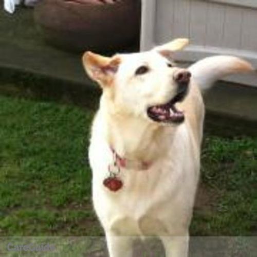 Pet Care Job Helaine B's Profile Picture