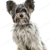 House Sitter Needed ASAP!