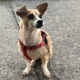Interested In a Dog Sitting Professional Job in Orlando