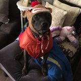 Responsible, engaged, professional caretaker of homes