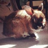 Sitter needed for elderly bun over holidays