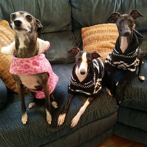 Pet Care Job Nancy A's Profile Picture