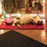 Springfield "cat whisper"looking to be hired in and around the Springfield, Massachusetts area.