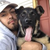 Searching for Alvin Pet Care Provider Opportunity