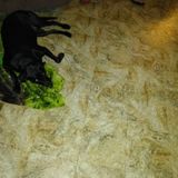 Pet sitter dogs, cats, bunnies overnights if needed, nail trimming