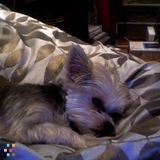 Maltese Yorkshire Mix Needs Live In Sitter While Parents On Vacation