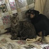 Employing a Seasoned Pet Sitter for small dog and a cat in Huntsville, Alabama
