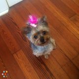 Hi! I do it t grooming,sitting and walking