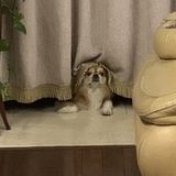Hard Working Petsitter for Hire