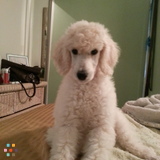 Need A Petsitter