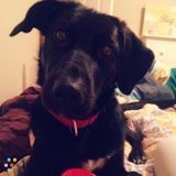 Seeking A Pet Sitter/Boarder for my 1 Yr Old Dog Rocky!