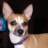 We've relocated and are Looking for a House Sitter and pet Caretaker in Knoxville, TN