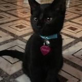 Ridgewood Pet Sitter Interested In Being Hired in New York